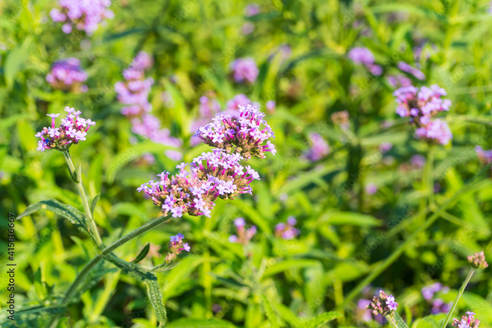 Verbena Bonariensis is a purple flower, The meaning of this flower is the happiness of everyone in the family.