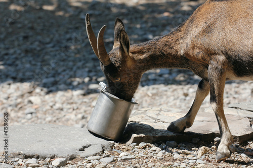 Wild goat drinks water from an aluminum can
