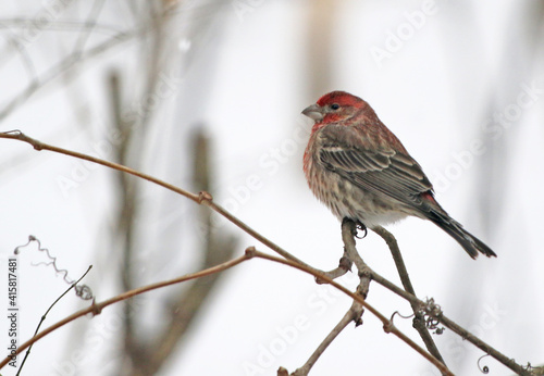 House finch sitting on branch in winter © Kaloa