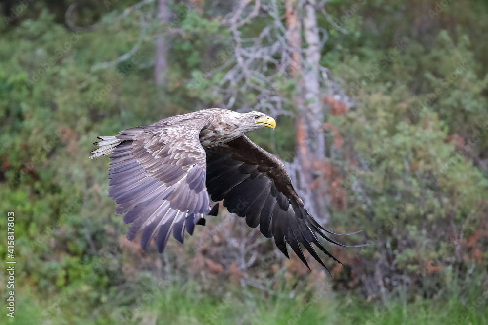 Obraz premium white-tailed eagle