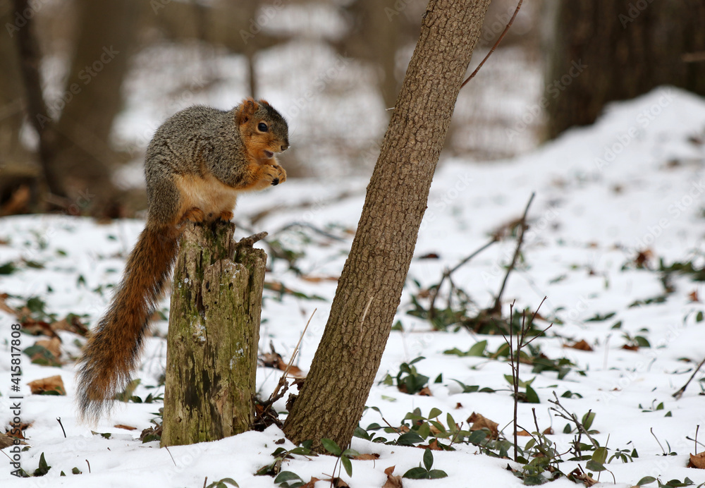Squirrel sitting on tree stump in winter landscape Squirrel sitting on tree stump in winter landscape
