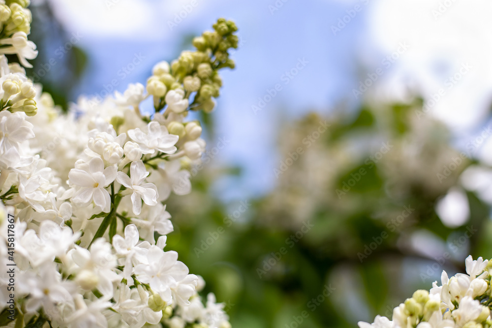 White lilac. Spring blooming flowers of White lilac on lilac bushes against blue sky with copy space. Natural White Flower background outside. White lilac. Spring blooming flowers of White lilac on lilac bushes against blue sky with copy space. Natural White Flower background outside.