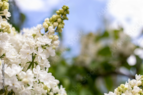 White lilac. Spring blooming flowers of White lilac on lilac bushes against blue sky with copy space. Natural White Flower background outside.