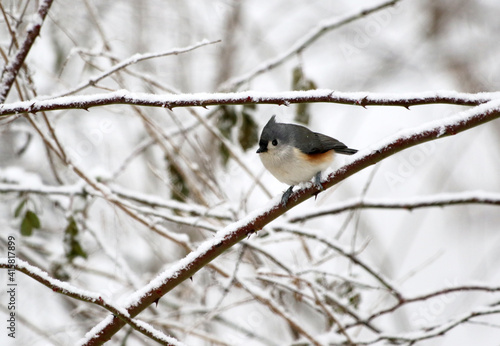Bird sitting on branch in snow