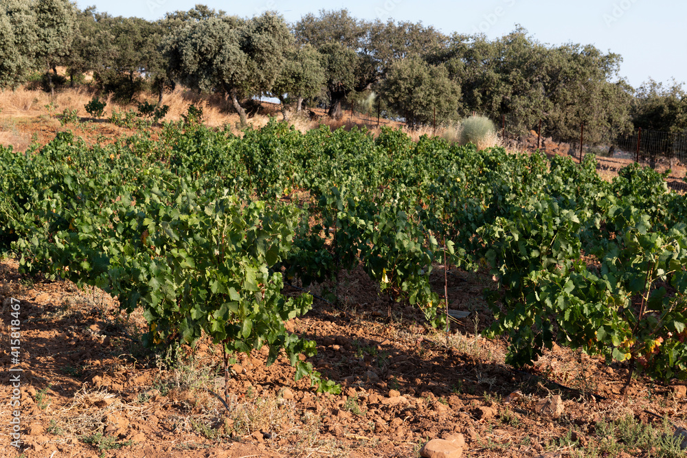 High altitude vineyards res wine