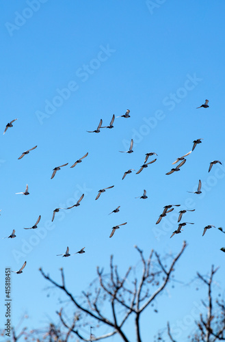 group of birds flying, trees blue sky
