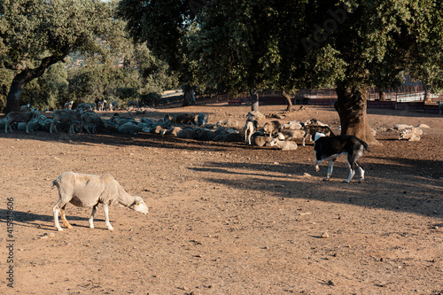 agricultural landscapes with sheep in spain