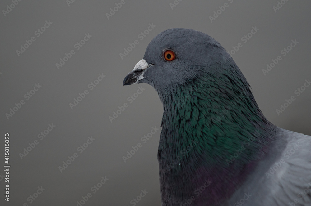 close up of a pigeon close up of a pigeon