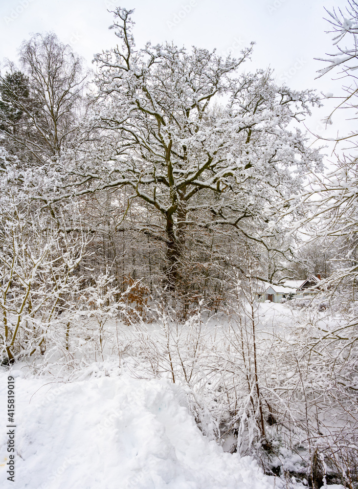 Trees covered in snow a crispy cold winter day. Picture from Scania county, Sweden Trees covered in snow a crispy cold winter day. Picture from Scania county, Sweden