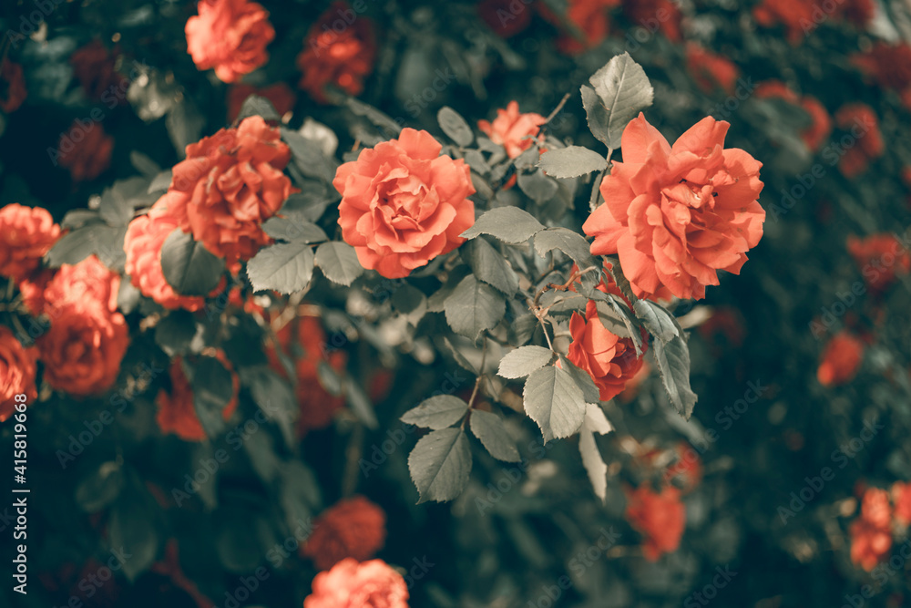 Orange roses grow in the garden. Side view. Art card