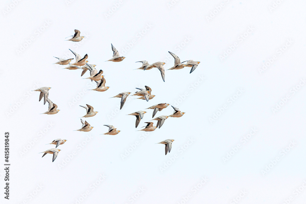 Kroonzandhoen, Crowned Sandgrouse, Pterocles coronatus