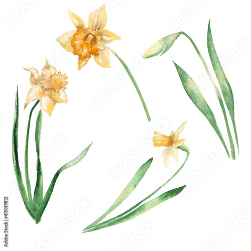 Watercolor illustration.  Narcissus flower bud isolated on white background  green leaves  bulb  roots.  for print  postcards  spring design 