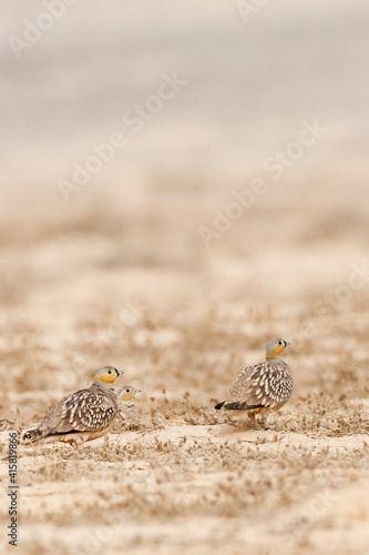 Kroonzandhoen  Crowned Sandgrouse  Pterocles coronatus