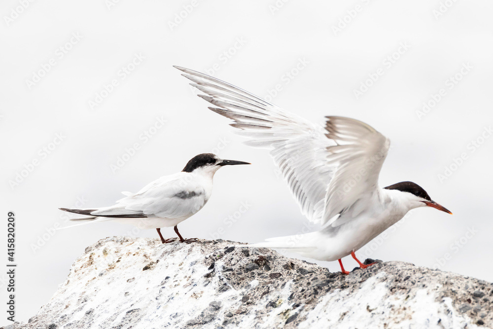 Dougalls Stern, Roseate Tern, Sterna dougallii Dougalls Stern, Roseate Tern, Sterna dougallii