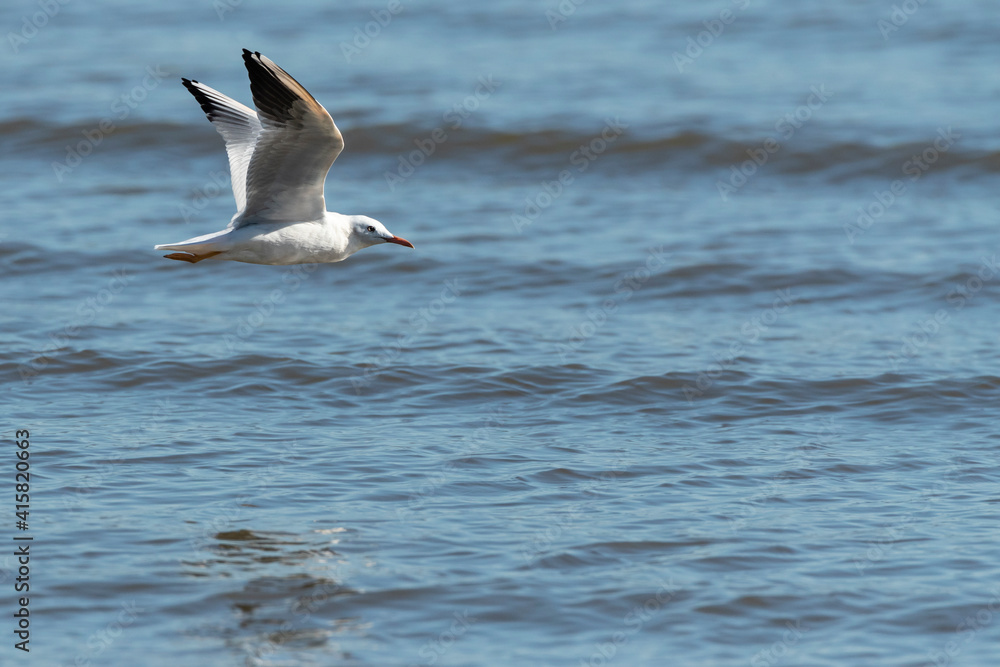Dunbekmeeuw, Slender-billed Gull, Chroicocephalus genei Dunbekmeeuw, Slender-billed Gull, Chroicocephalus genei