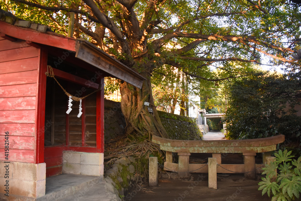 桜島の黒神神社埋没鳥居とアコウの木 Stock 写真 | Adobe Stock