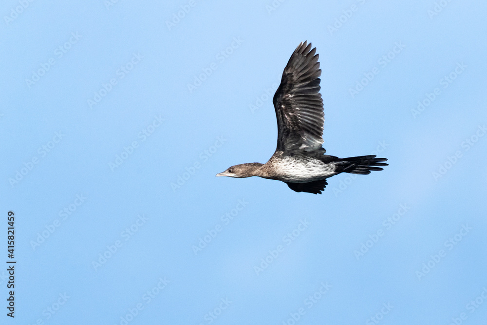 Pygmy Cormorant, Dwergaalscholver, Microcarbo pygmaeus