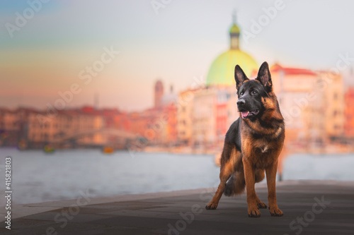 German shepherd dog portrait in Venice, city of art, dog in the city, urban dog