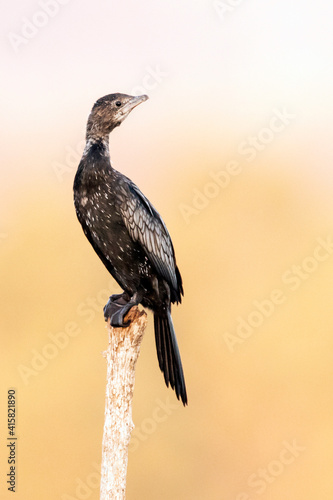 Dwergaalscholver, Pygmy Cormorant, Phalacrocorax pygmeus photo