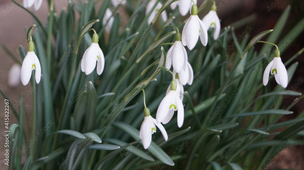 Fototapeta premium snowdrop flowers in spring