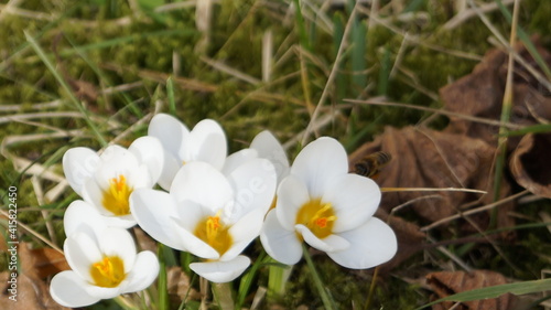 white crocus flowers in the spring  © rudjaka.avtor.me