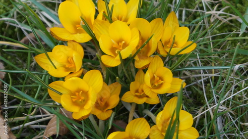 yellow crocus flowers in the spring 