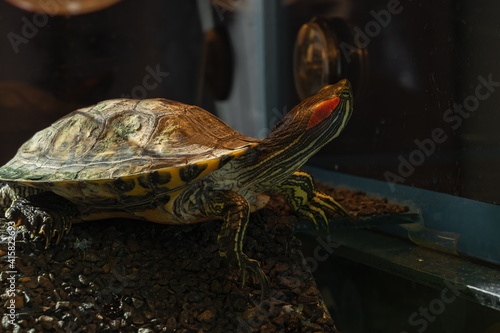The red-eared pond slider sits under the heat lamp. Turtle at home. 