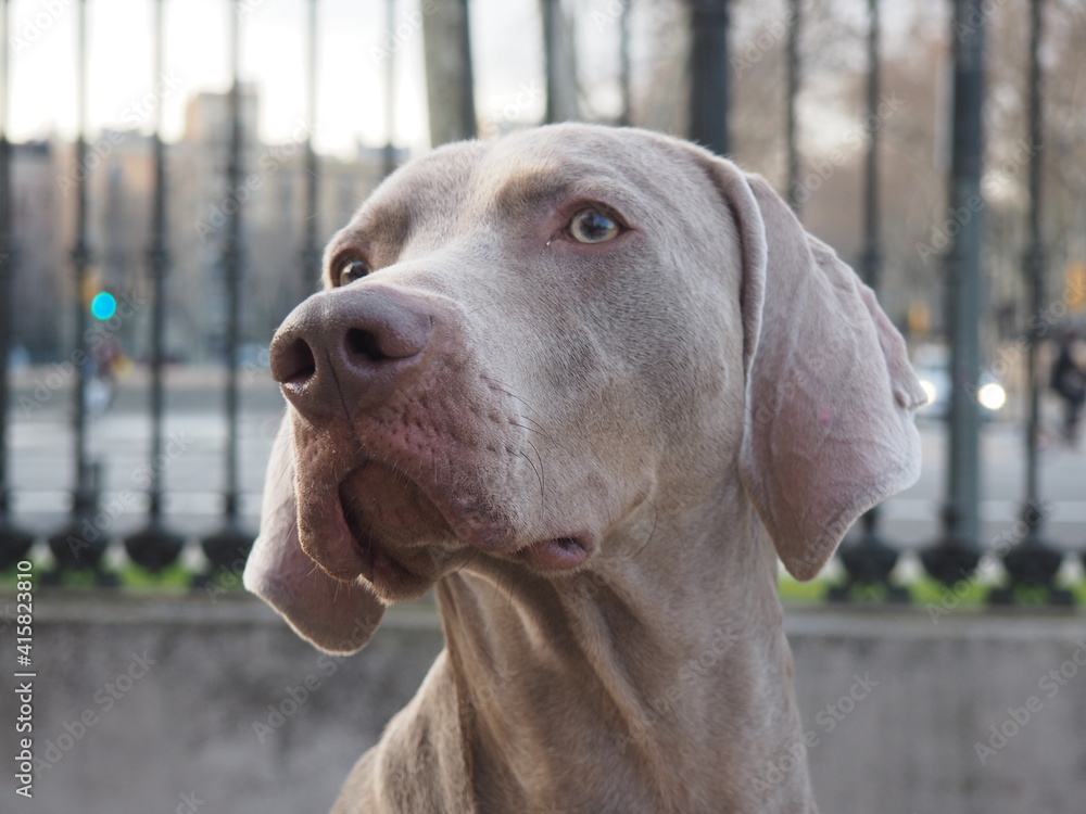 Gray color dog of the Weimaraner breed looking away