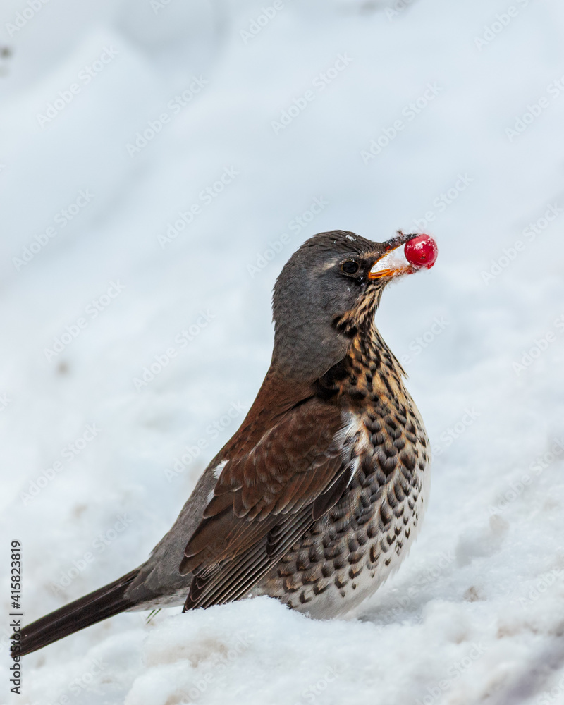 Fieldfare eating a rosehip in the snow Fieldfare eating a rosehip in the snow