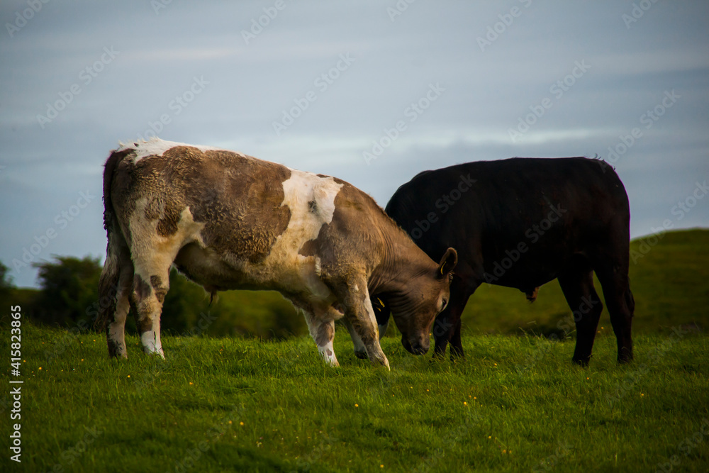 Spring landscape and cows in the lands of Ireland Spring landscape and cows in the lands of Ireland