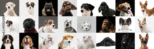 Fototapeta Naklejka Na Ścianę i Meble -  Best friends. Young dogs, pets collage. Cute doggies or pets are looking happy isolated on multicolored background. Studio photoshots. Creative collage of different breeds of dogs. Flyer for your ad.