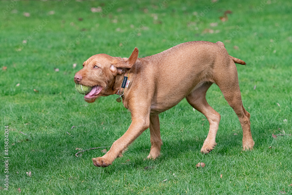 Walking wire haired Vizsla puppy with tennis ball in mouth