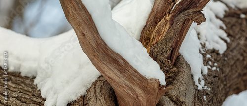 Close up of snow covered tree branches