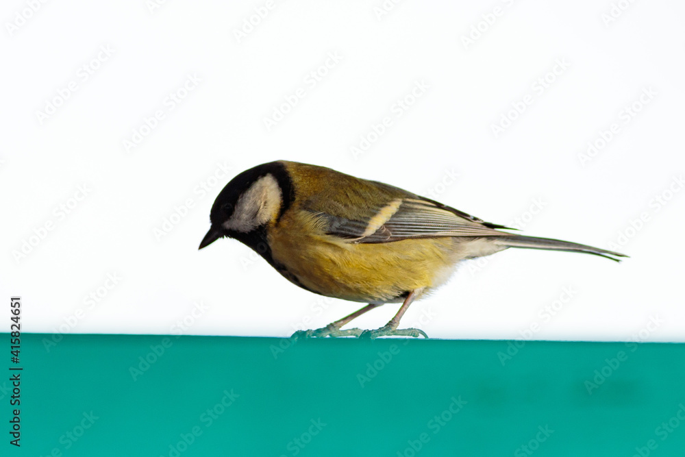 Obraz premium Close up of a great tit in a birdhouse