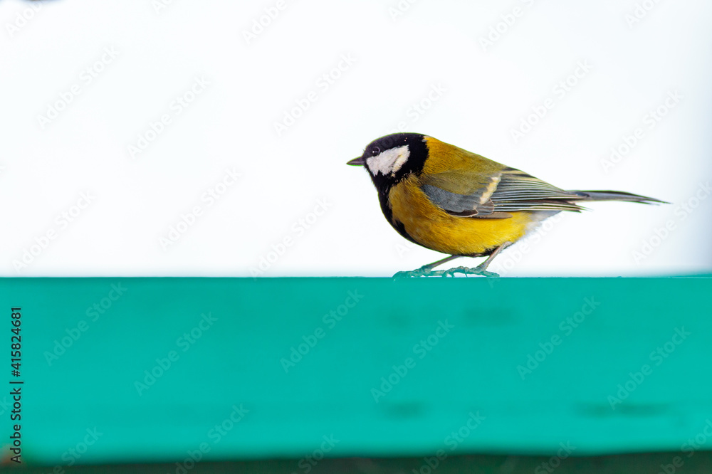 Close up of a great tit in a birdhouse Close up of a great tit in a birdhouse