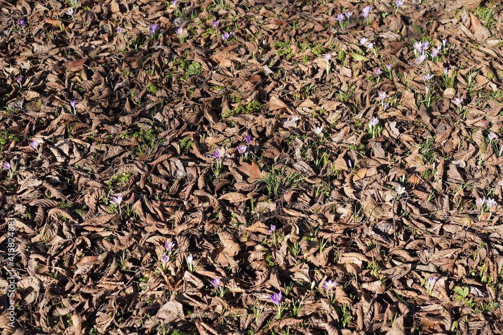 Viele violette Krokusse zwischen braunem Laub bei Sonnenschein Viele violette Krokusse zwischen braunem Laub bei Sonnenschein