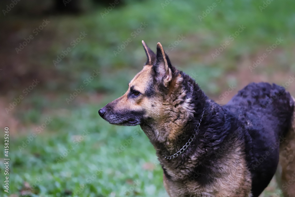 german shepherd dog