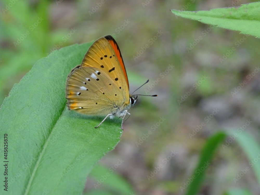 The scarce copper (Lycaena virgaureae) on green leaf in forest. The scarce copper (Lycaena virgaureae) on green leaf in forest.