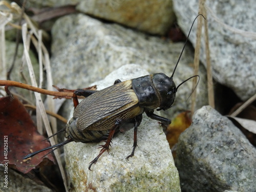 Gryllus campestris, the European field cricket or simply the field cricket on the stones.