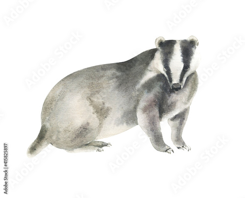 Watercolor badger painting Fototapeta