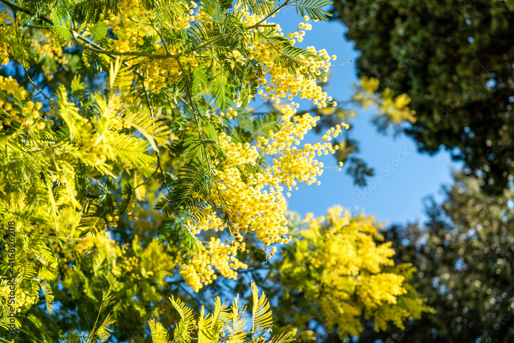 Acacia dealbata, also known as silver wattle and mimosa, is an evergreen tree with globose bright yellow flowerheads. In some countries  flowers are given to women on International Women's Day.