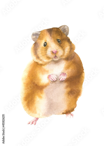 Watercolor illustration of a hamster in white background. Wildlife art illustration.