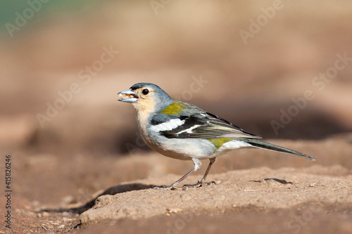 Madeira Chaffinch, Madeira vink, Fringilla coelebs maderensis