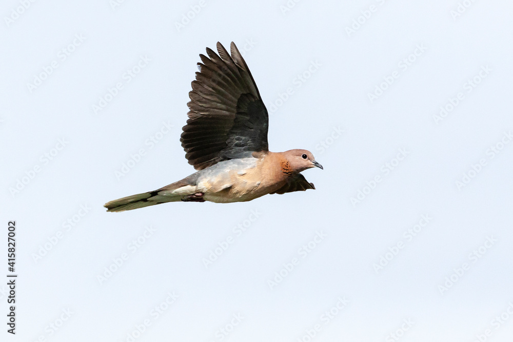 Obraz premium Palmtortel, Laughing Dove, Streptopelia senegalensis