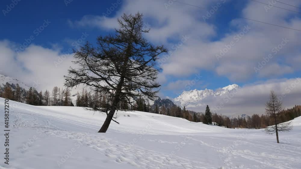 Isolated tree in a snow-covered field. Sunny day. On the background Italian Alps with clouds (Grandes Jorasses, Aosta Valley, Italy). Isolated tree in a snow-covered field. Sunny day. On the background Italian Alps with clouds (Grandes Jorasses, Aosta Valley, Italy).