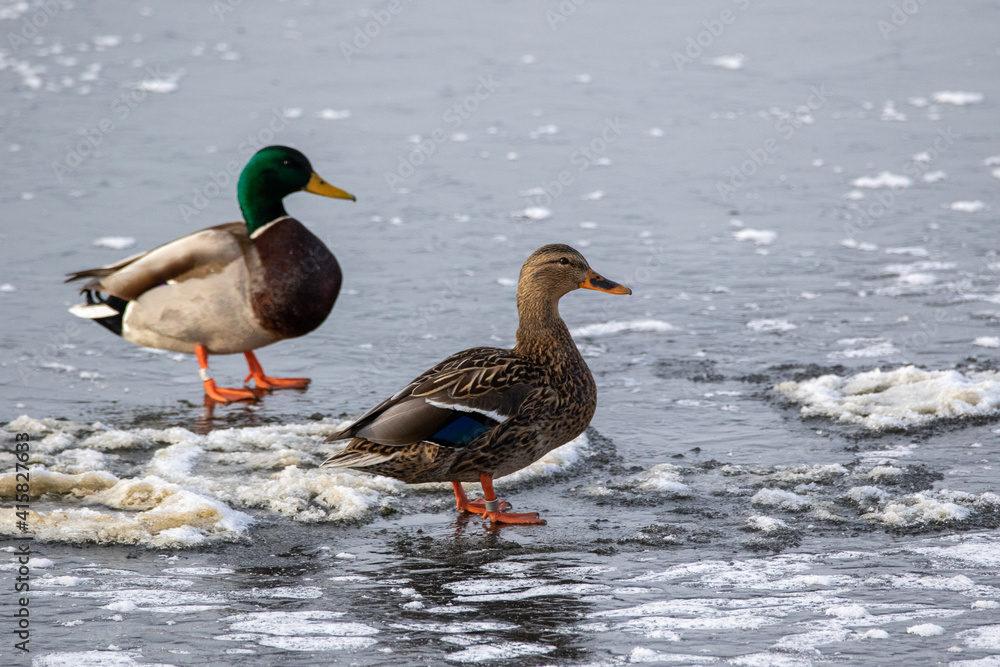 male and female mallard ducks on ice at a frozen lake during winter. male and female mallard ducks on ice at a frozen lake during winter.