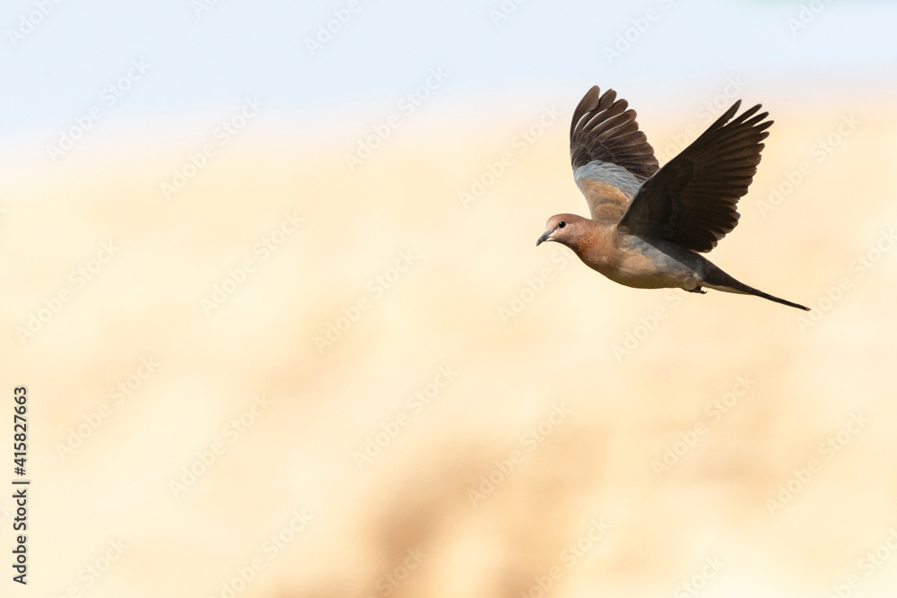 Fototapeta premium Palmtortel, Laughing Dove, Streptopelia senegalensis