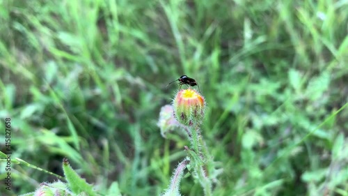 Black bug on a flower bud among green grass in the field