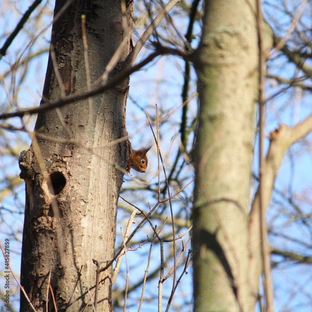 A Eurasian red squirrel poking its head out of its tree hole in the early spring sunshine. Another hole in the tree is visible at the front of the trunk. A Eurasian red squirrel poking its head out of its tree hole in the early spring sunshine. Another hole in the tree is visible at the front of the trunk.