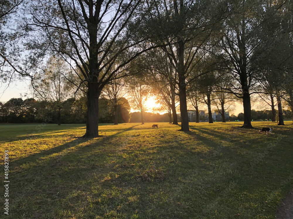 Obraz premium sunset in the park